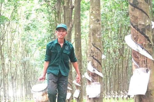 Những dấu mốc quan trọng trong hành trình phát triển 97 năm ngành Cao su Việt Nam