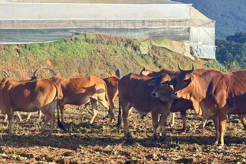 Đàn bò phá rào tràn vào vườn rau ở Đà Lạt lúc nửa đêm