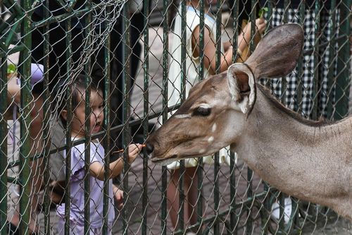 Cận cảnh vườn thú duy nhất tại Thủ đô Hà Nội trước khi quy hoạch lại
