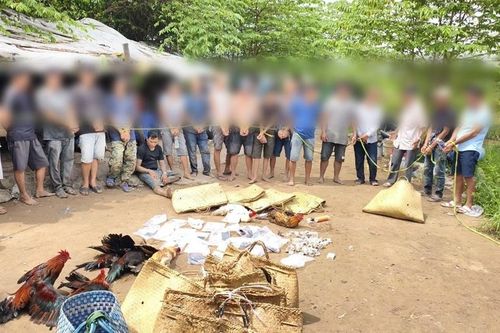 Triệt phá tụ điểm 'đá gà' trong khu lau sậy, bắt giữ 18 đối tượng