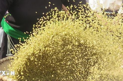 Lào Cai: Phúc Khánh vào hội cốm, lan tỏa sắc màu văn hóa dân tộc Tày