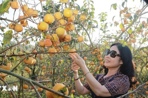 Sơn La: Mộc Châu vào mùa hồng chín, sắc vàng níu chân du khách