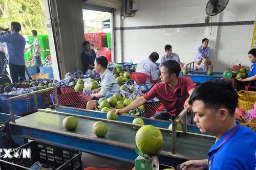 Vĩnh Long đưa nông sản chủ lực vượt rào chinh phục thị trường quốc tế
