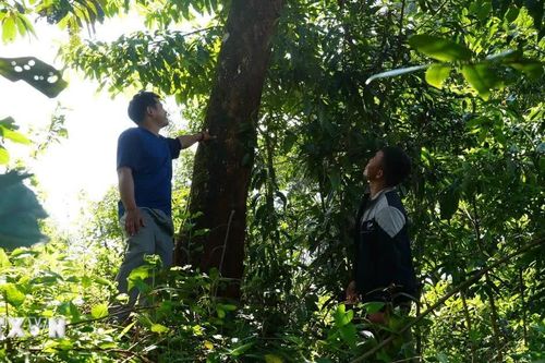 Quảng Ngãi: Hơn 400 tỷ đồng tiền dịch vụ môi trường rừng đã được chi trả