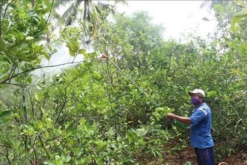 Cây sầu riêng cho lợi nhuận đến 600 triệu đồng/ha trên đất chuyển đổi