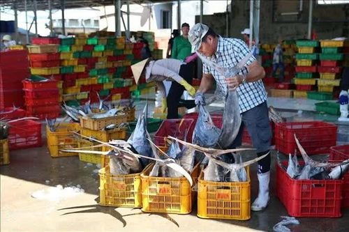 TP Hồ Chí Minh tái cấu trúc phát triển căn cơ nghề cá