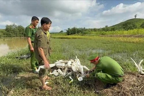 Tăng kiểm tra, ngăn chặn tình trạng tận diệt chim hoang dã