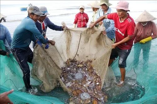 Độc đáo nghề kéo lưới rùng truyền thống ở biển Mũi Né