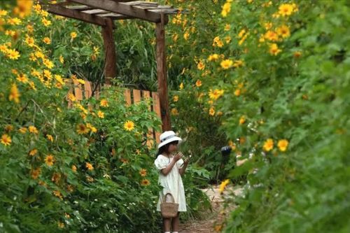 Đà Lạt đẹp nao lòng giữa mùa hoa dã quỳ