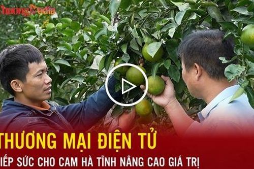 Thương mại điện tử tiếp sức cho cam Hà Tĩnh nâng cao giá trị