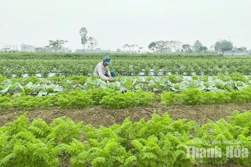 Liên kết để sản xuất hiệu quả vụ đông