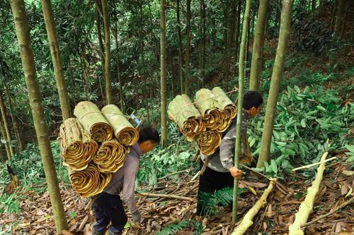 Chuyện đổi công trên đồi quế Tập Lăng