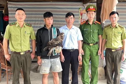 Tú Lệ tiếp nhận một cá thể diều hâu đen bị gãy cánh