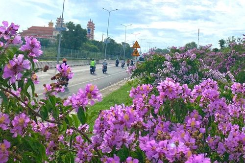 Tô điểm quê hương, hướng đến Festival Hoa Đà Lạt