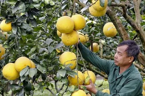 “Thủy lôi” năm xưa, quả ngọt hôm nay