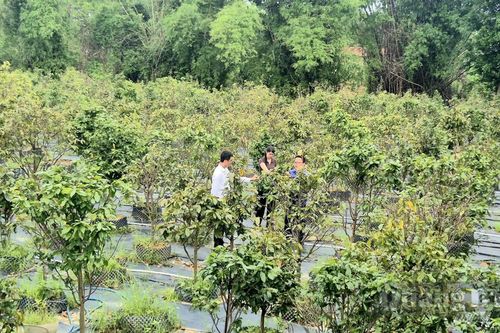 Mai vàng trên đất Ái Tử