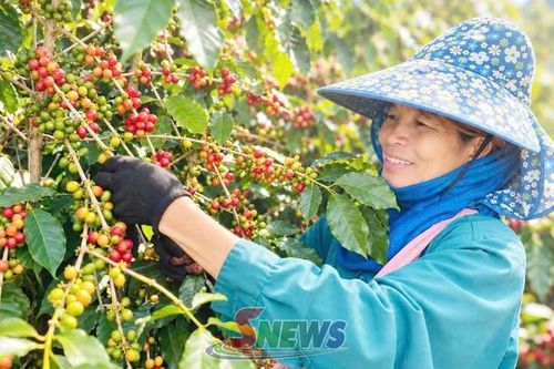 Mường Chanh vào vụ cà phê