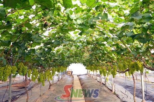 Hiện đại hóa sản xuất, nâng tầm nông sản
