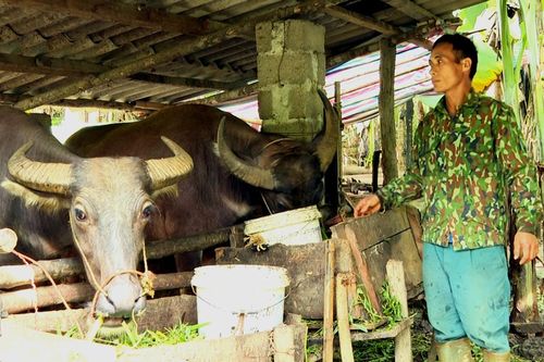 Tạo sinh kế bền vững ở Vĩnh Thông