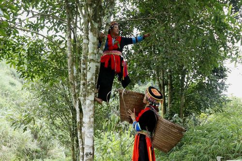 Xã Yên Bình phát huy thế mạnh cây trồng chủ lực