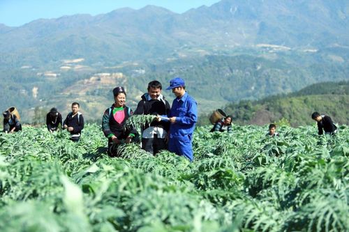 Mở cửa thị trường, vì sao dược liệu Việt vẫn khó xuất khẩu?