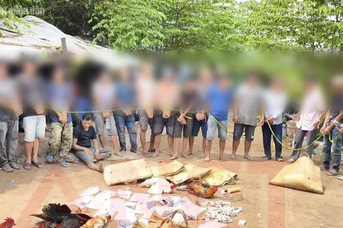 Triệt phá trường gà trong khu đất bỏ hoang ở Cần Thơ