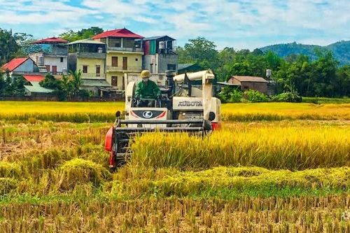 Hòa An sản lượng lương thực vụ mùa ước đạt hơn 4.385 tấn