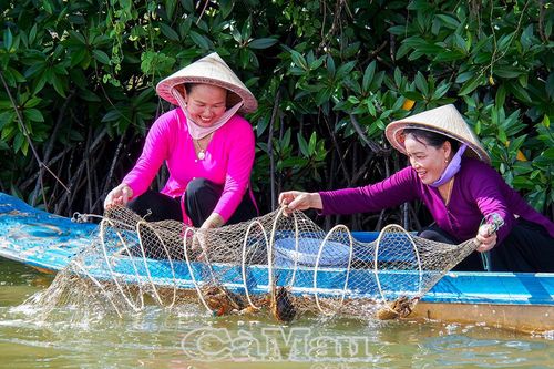 Tôm sú Cà Mau: Từ tán rừng ngập mặn vươn ra thế giới
