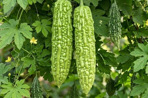 Người đái tháo đường nên ăn mướp đắng sống hay nấu chín?