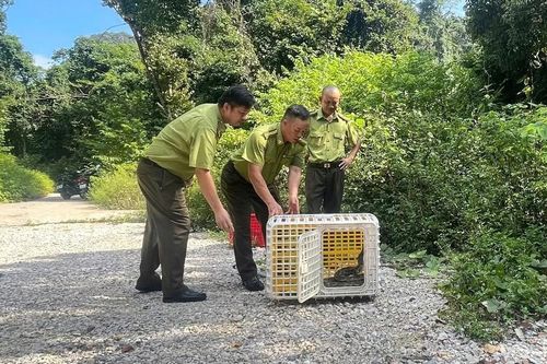 Thả 2 cá thể trăn đất quý hiếm về môi trường tự nhiên