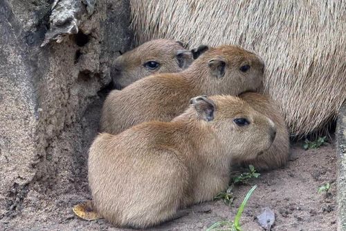 Thảo Cầm Viên Sài Gòn đón 3 capybara con đầu tiên ra đời, tên nghe đã thấy ngọt ngào