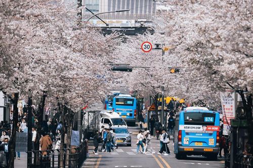 Hai bài học cải tổ xe buýt từ Seoul và Singapore