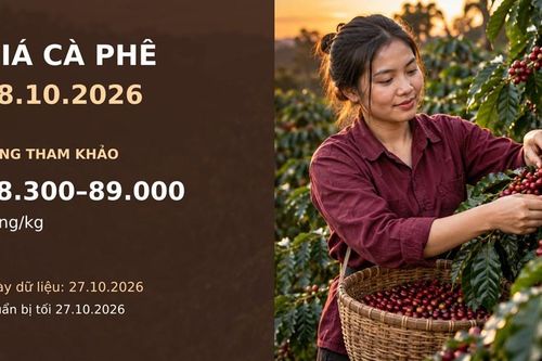 Giá cà phê hôm nay 28.10.2026: Robusta và Arabica cùng chịu áp lực