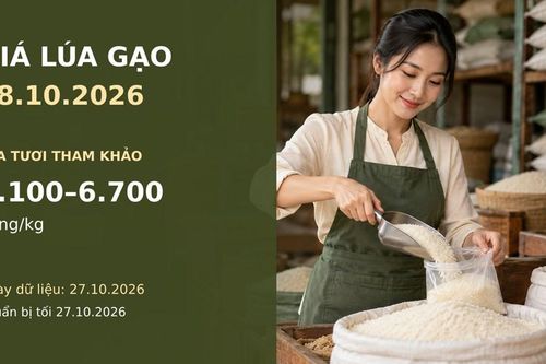 Giá lúa gạo hôm nay 28.10.2026: Gạo thơm xuất khẩu được chào bao nhiêu?
