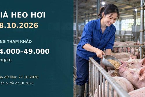 Giá heo hơi hôm nay 28.10.2026: Theo dõi sức mua sau nhịp giảm rộng