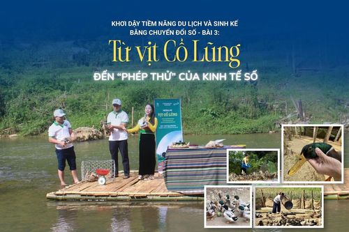 Từ vịt Cổ Lũng đến 'phép thử' của kinh tế số