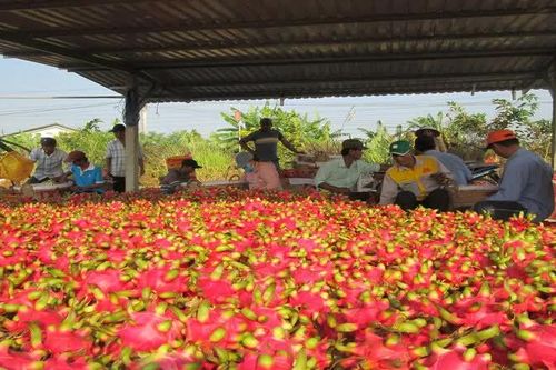10 tháng năm 2026, xuất khẩu rau quả đạt hơn 8,27 tỷ USD