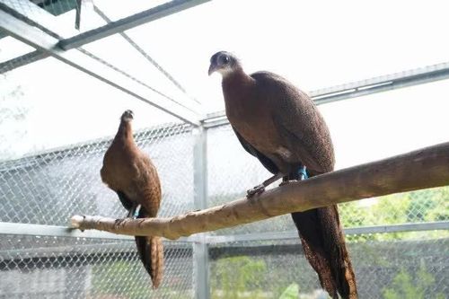 Bạch Mã mở rộng năng lực cứu hộ, bảo tồn động vật hoang dã