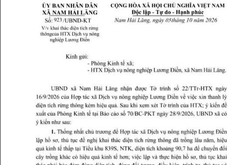Rừng thông gần 40 năm tuổi ở Quảng Trị vướng hồ sơ nguồn gốc