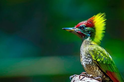 'Vietnam Wild Live' mùa 2 mở ra hành trình khám phá rừng xanh
