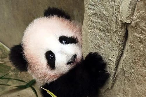 Không thấy 'Bukang-i' thì đã có 'báu vật mới của gia đình gấu trúc Bao'