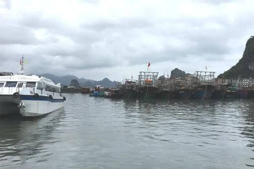 Các tỉnh, thành ven biển chủ động ứng phó gió Đông Bắc mạnh