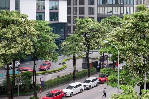 [VIDEO] Hà Nội khảo sát hoa sữa dày, chưa thay đồng loạt