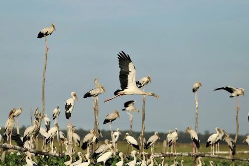 Về nơi đàn cò ở lại