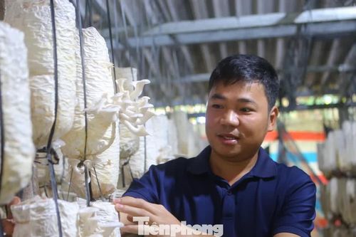 Chàng trai bỏ phố về quê khởi nghiệp với nấm, mỗi năm lãi 300 triệu đồng