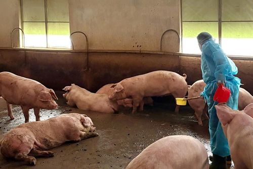Động thái mới của TPHCM sau vụ phát hiện đường dây 'vỗ béo' 10.000 tấn thịt heo bằng chất cấm