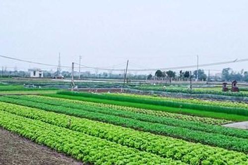Đất nông nghiệp đứng tên chồng bị thu hồi, vợ có được hỗ trợ chuyển đổi nghề?