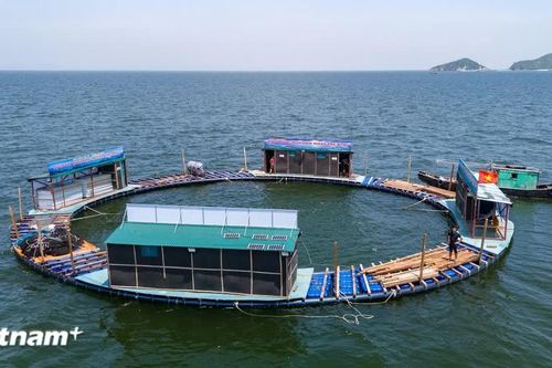 Gắn chuyển đổi số với phát triển: 'Mở' dư địa tăng trưởng mới cho nông nghiệp