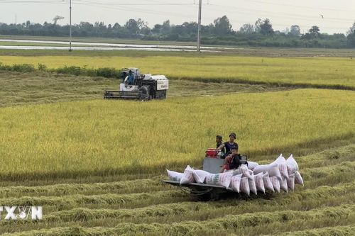 Đồng bằng sông Cửu Long nỗ lực hình thành chuỗi giá trị lúa gạo phát thải thấp