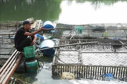 Cá nuôi lồng trên sông Bồ khó tìm đầu ra